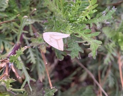 Perusia lacticinia