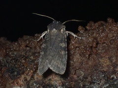Lithophane antennata