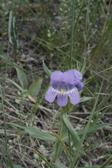 Penstemon eriantherus