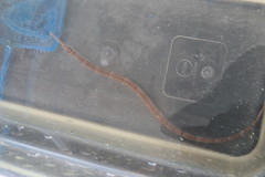 Syngnathus louisianae