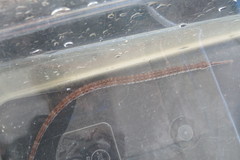 Syngnathus louisianae