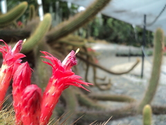 Cleistocactus winteri
