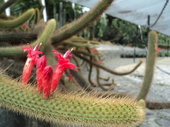 Cleistocactus winteri