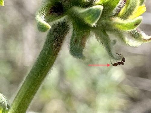 iNaturalist observation photo of Argentine Ant