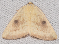 Hesperumia fumosaria