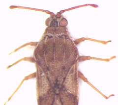 Eritingis aporema