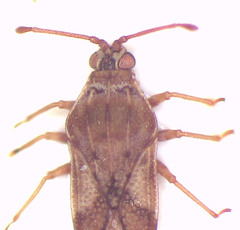 Eritingis aporema