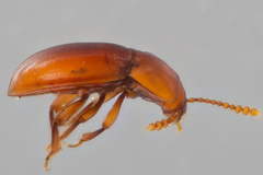 Catopocerus