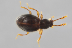 Brachycepsis