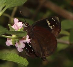 Ephyriades