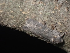 Lithophane laticinerea