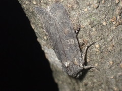 Lithophane laticinerea