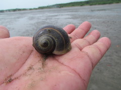 Natica unifasciata