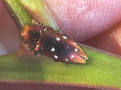 Diphucrania albosparsa