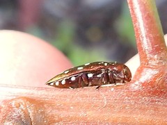 Diphucrania albosparsa