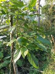 Alchornea latifolia