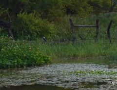 Chloroceryle americana