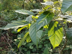 Alchornea latifolia