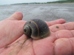 Natica unifasciata