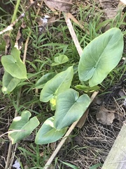 Zantedeschia aethiopica