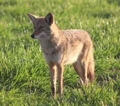 Canis latrans ochropus