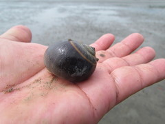 Natica unifasciata