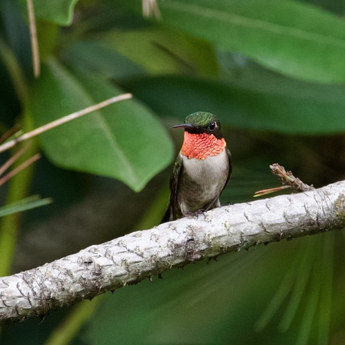 Ruby-throated Hummingbird photographed in New Hampshire