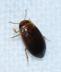 Neobidessus pullus floridanus