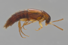 Bryoporus testaceus