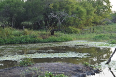 Chloroceryle americana