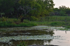 Chloroceryle americana