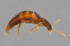 Ischnosoma suteri