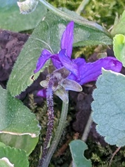 Viola odorata