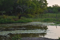 Chloroceryle americana