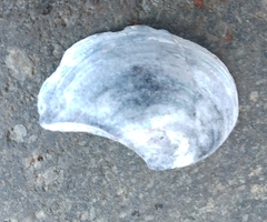 Heteroclidus punctatus