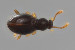 Brachycepsis