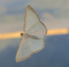 Leuciris