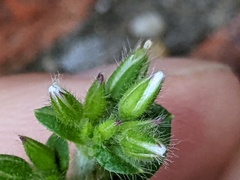 Cerastium glomeratum