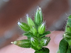 Cerastium glomeratum