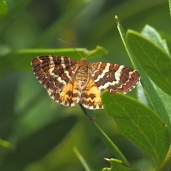 Chrysolarentia polycarpa