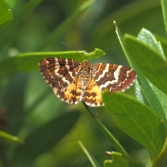 Chrysolarentia polycarpa
