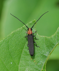 Dylobolus rotundicollis
