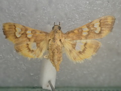 Nosophora