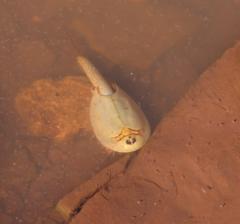 Triops australiensis