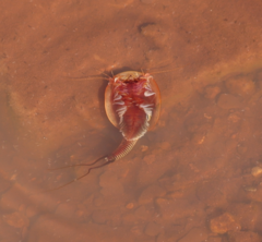 Triops australiensis