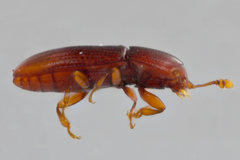 Philothermus stephani