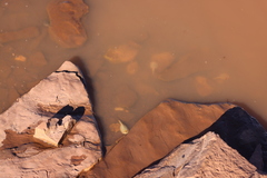 Triops australiensis