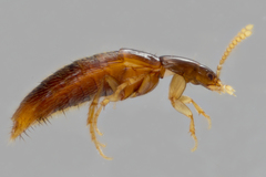Ischnosoma suteri