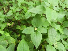 Calyptocarpus brasiliensis