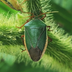 Edessa rufomarginata